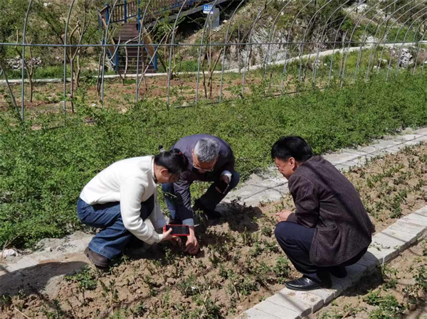 湖北医英国365集团产学研融合助推中药材高值化利用